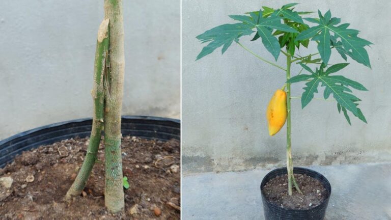 Questo semplice gesto raddoppia la tua produzione di papaya e sorprende tutti…