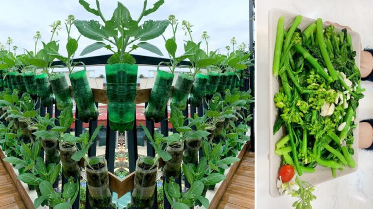 Questo metodo semplice trasforma il tuo orto in un paradiso di sapori…