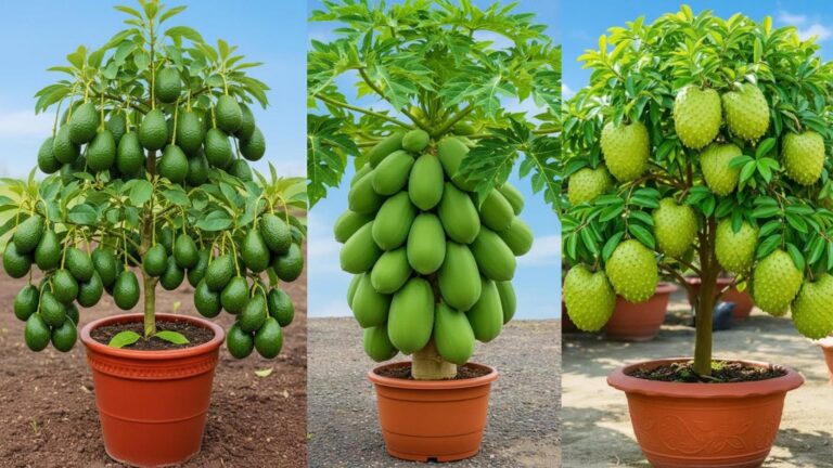 Questo semplice gesto moltiplica avocado, mango e papaya più velocemente di quanto pensi…