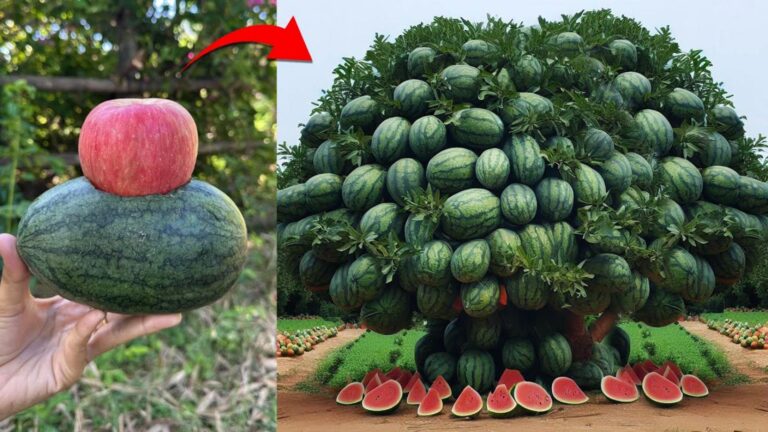 Questo semplice gesto trasforma l’anguria in un albero di mele… scopri come!