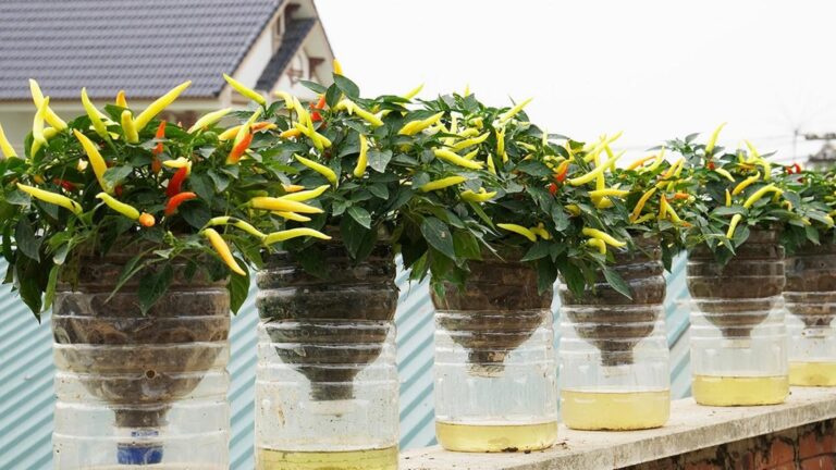 Un’idea davvero semplice per coltivare peperoncini sul balcone… scopri come farlo!