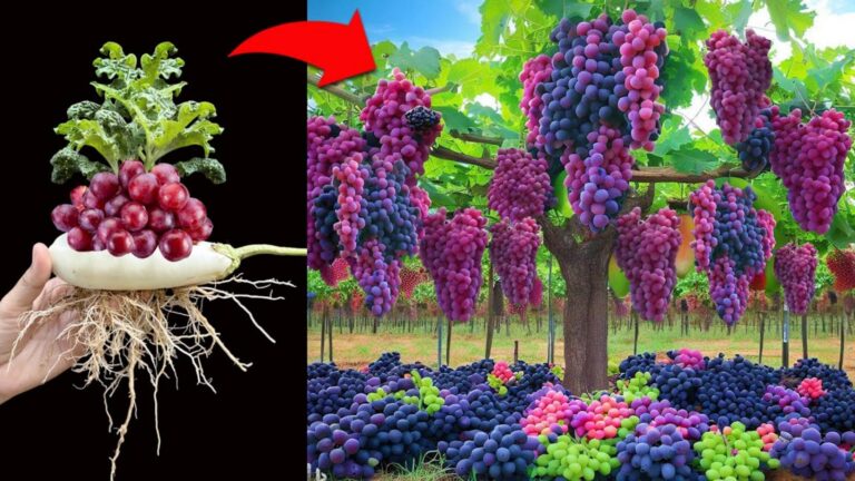 Questo metodo per coltivare melanzane con l’uva sorprenderà tutti…