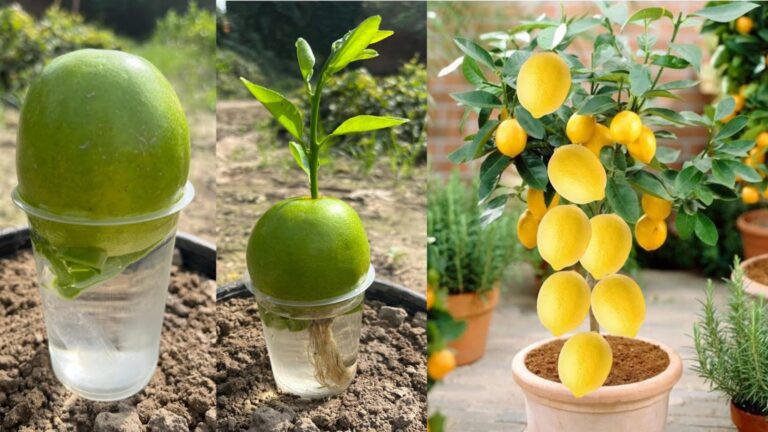 Questo semplice gesto trasforma i limoni in alberi cresciuti in casa… scopri come!