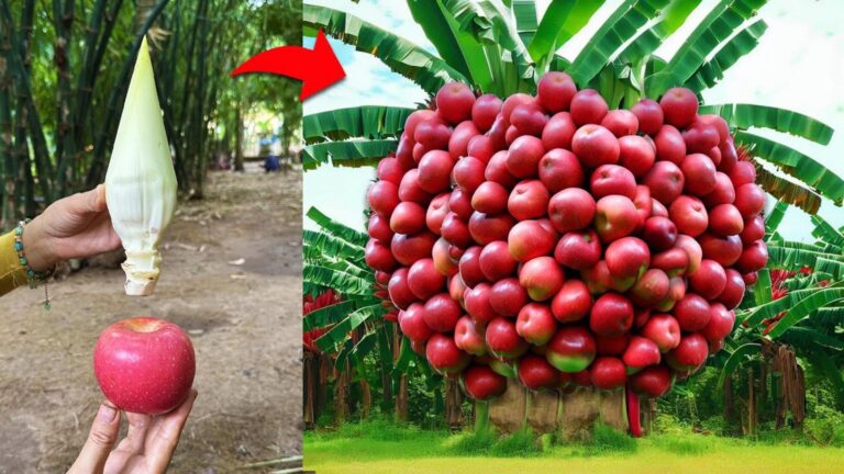 Questo trucco semplice trasforma le banane in piante ricche di frutti…