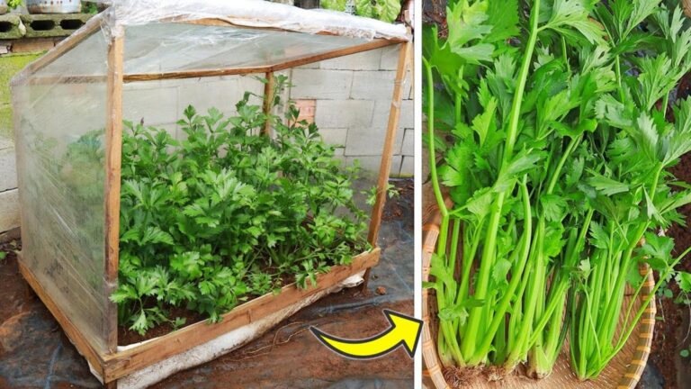 Questo trucco dimenticato trasforma il sedano in una meraviglia nel tuo mini giardino…