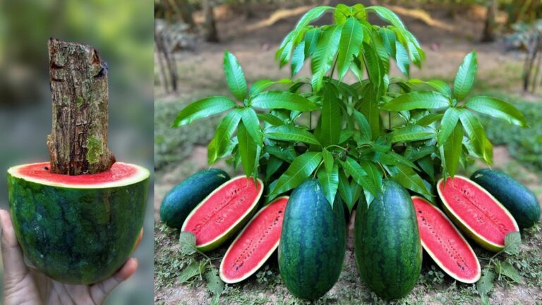 Questo semplice gesto ti permetterà di far crescere mango e anguria insieme…