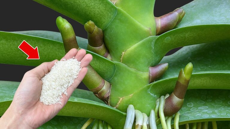 5 segreti per far fiorire le orchidee tutto l’anno! Scopri come fare!