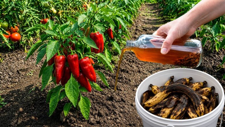 Scopri 5 sorprendenti usi delle bucce di banana per pomodori e peperoni straordinari!