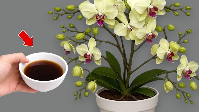 Revitalizza la tua orchidea: 5 semplici passaggi per una fioritura abbondante!