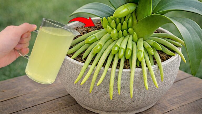 5 trucchi per far fiorire le tue orchidee con un limone! Scopri come!