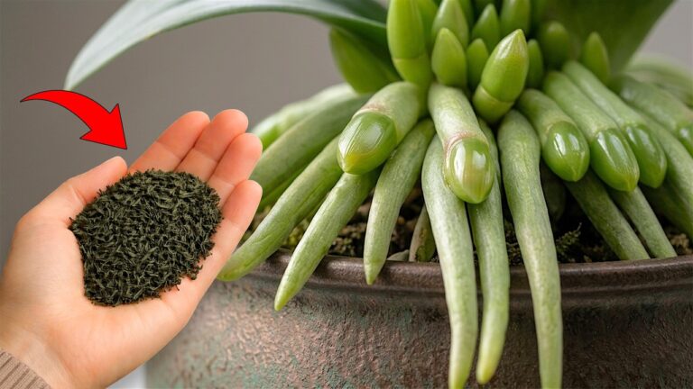 5 segreti per far fiorire le tue orchidee come mai prima d’ora