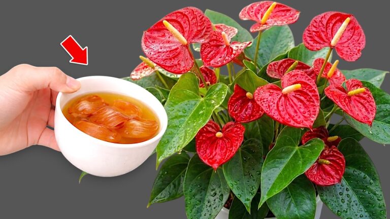 Scopri 1 segreto per far fiorire l’Anthurium tutto l’anno!