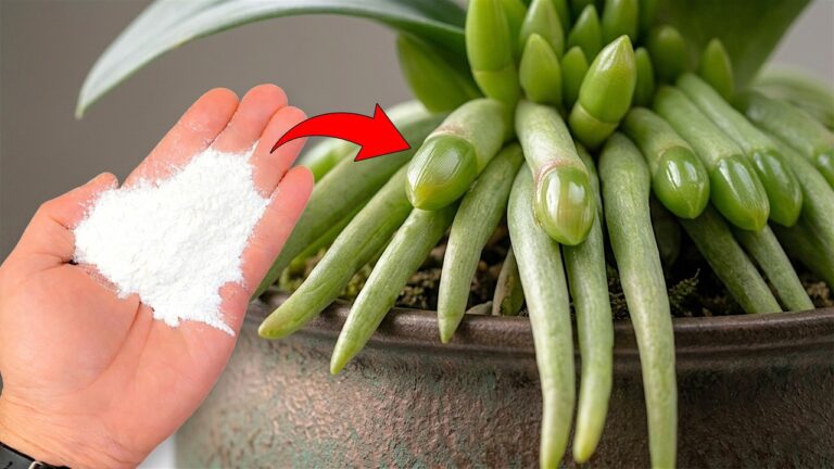 5 segreti per far fiorire le tue orchidee in una settimana! Scopri come!