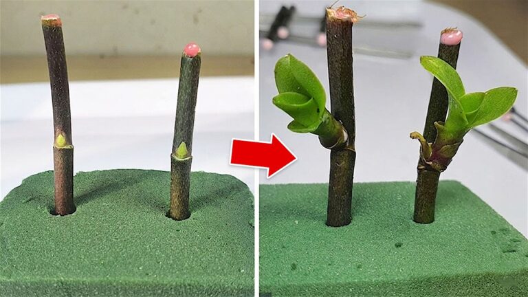Scopri 5 trucchi per far fiorire le orchidee con l’aglio!