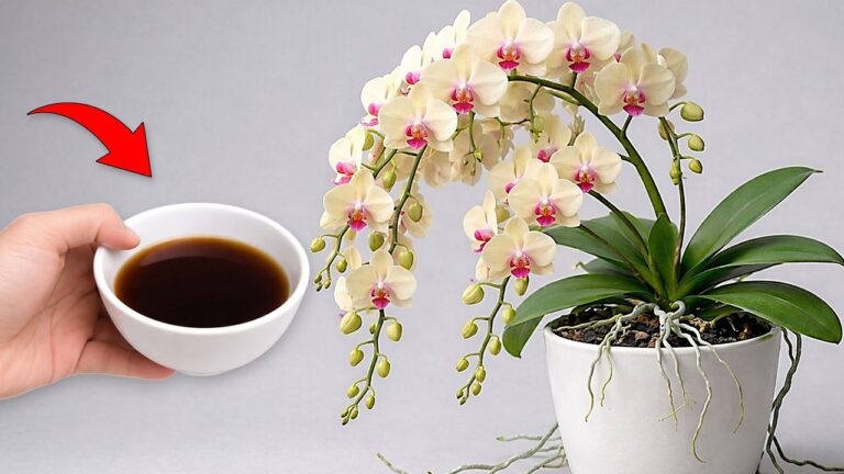 5 idee per avere orchidee fiorite tutto l’anno con un solo caffè!
