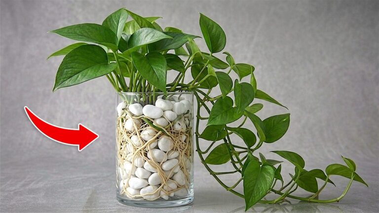 Scopri 5 metodi per far crescere il Pothos in modo sorprendente!