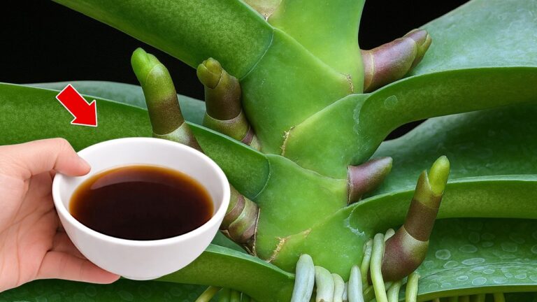 5 segreti per curare le orchidee e farle fiorire tutto l’anno!