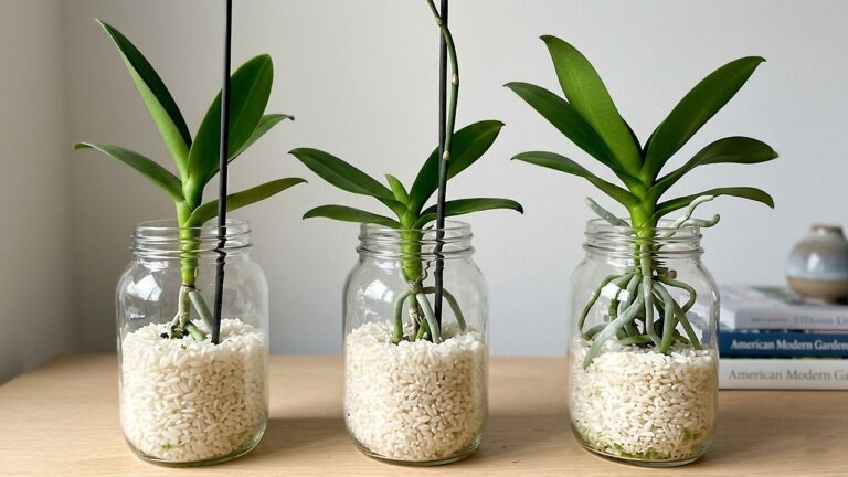 Scopri 5 segreti per far fiorire le orchidee tutto l’anno con il riso!
