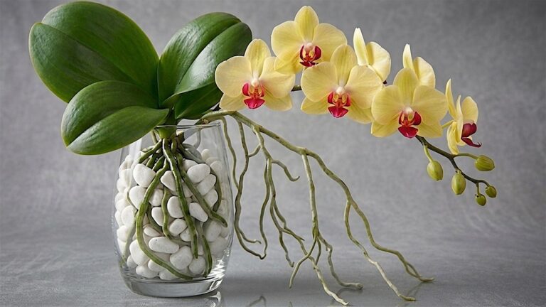 Scopri 5 trucchi per far fiorire le orchidee come mai prima d’ora!