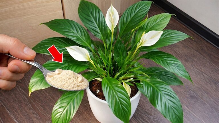 Scopri 1 cucchiaio per far esplodere fiori in ogni pianta!
