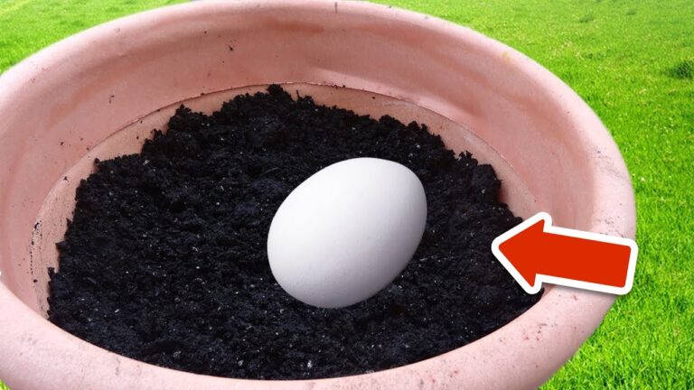 Scopri 5 motivi per cui piantare un uovo in giardino cambia tutto!