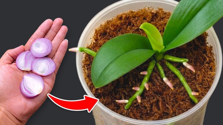 5 segreti per far fiorire la tua orchidea tutto l’anno! Scopri come rigenerarla.