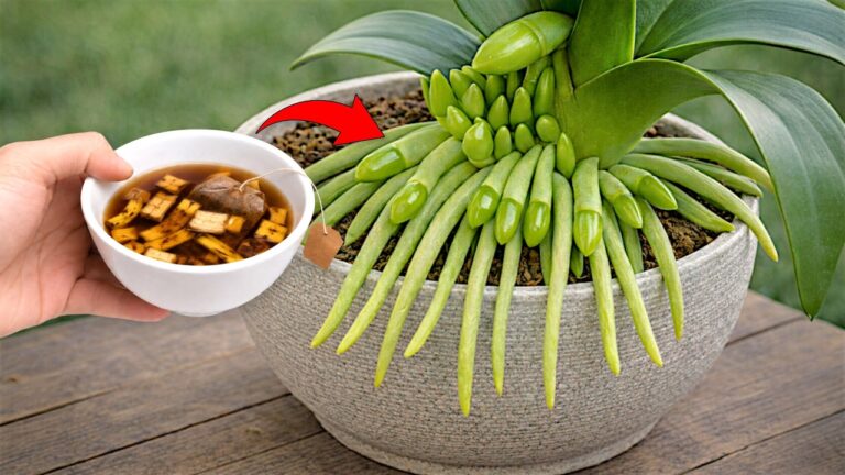 Scopri come far fiorire le tue orchidee con 5 semplici trucchi!