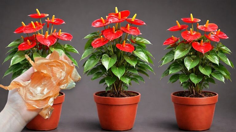 5 consigli per far fiorire l’Anthurium tutto l’anno! Scopri come!