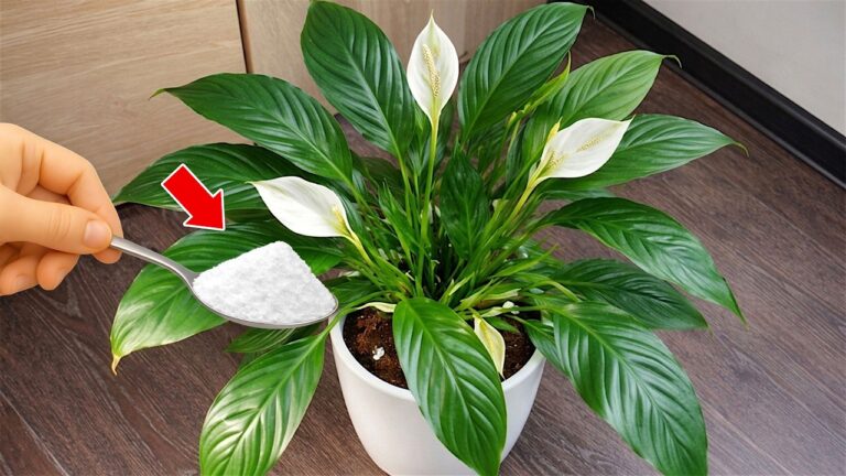 Scopri 1 trucco per far rifiorire il tuo Spathiphyllum in un attimo!