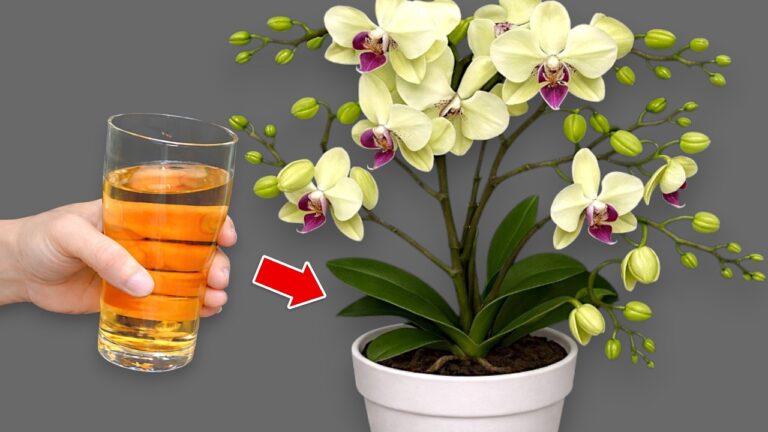 5 passaggi per far sbocciare la tua orchidea tutto l’anno in modo semplice!