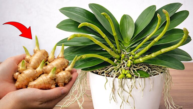 5 modi per far crescere le orchidee phalaenopsis anche al freddo!