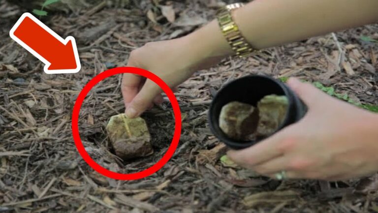 Scopri 5 sorprendenti benefici dei sacchetti di tè nel tuo giardino!