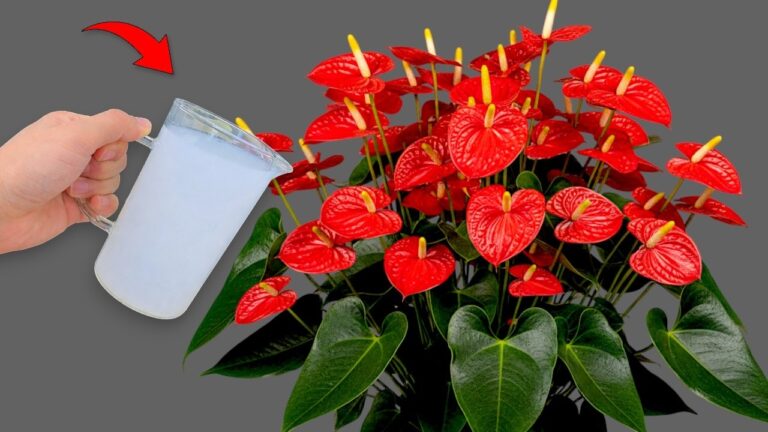Scopri 5 fiori esplosivi in un solo bicchiere di qualsiasi pianta!
