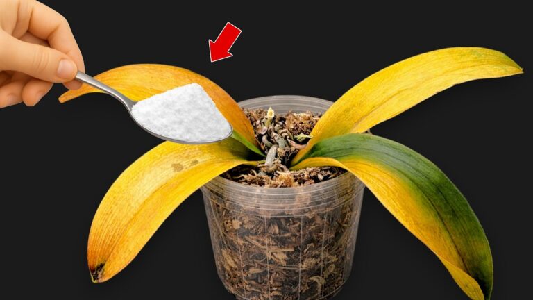 Rivitalizza le tue orchidee: 5 trucchi per fiorire tutto l’anno!