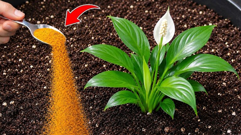 1 bicchiere magico: fai esplodere fiori da qualsiasi pianta!