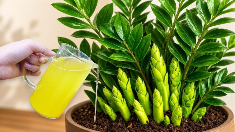 5 consigli essenziali per curare la tua ZZ Plant e farla prosperare!