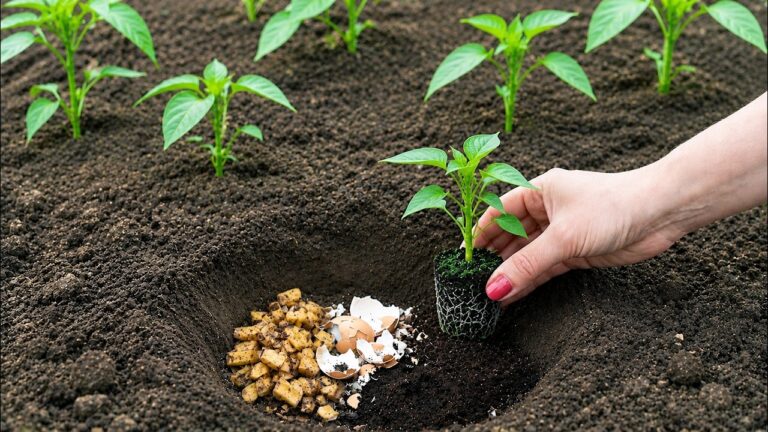 5 trucchi infallibili per coltivare peperoni e ottenere un raccolto straordinario!