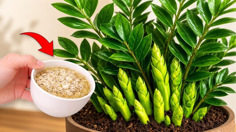 1 cucchiaio segreto per far rinascere la tua Zamioculcas! Scopri come!