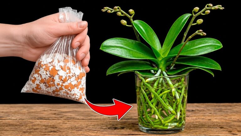 5 segreti per far crescere orchidee con gusci d’uovo e riso in acqua