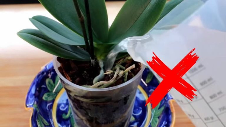 Smetti di fare così alla tua orchidea: morirà entro pochi giorni