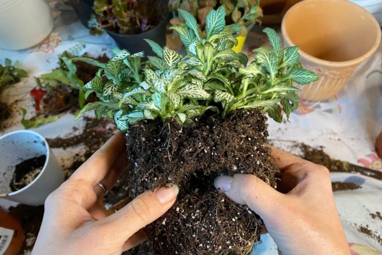 Come curare la Fittonia e propagare la splendida pianta nervosa