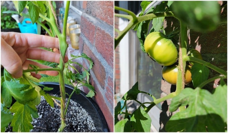 Pomodori in Spalliera: il metodo infallibile per coltivarli sempre
