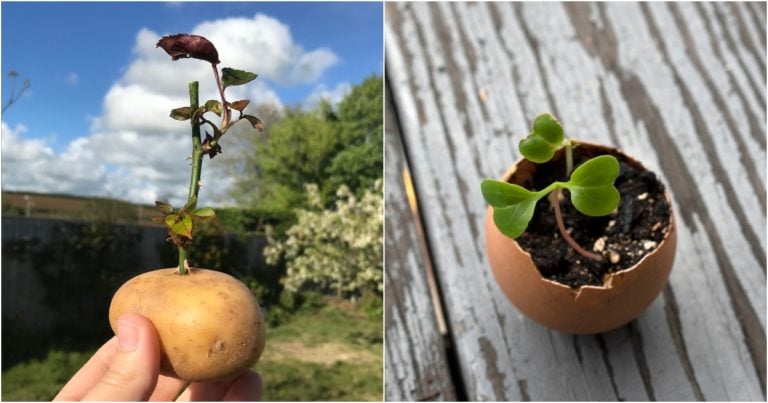 5 trucchi di giardinaggio dai social che non funzionano