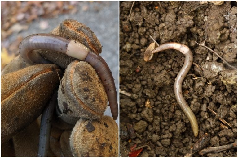 Come affrontare i vermi saltatori invasivi: il peggior incubo di un giardiniere