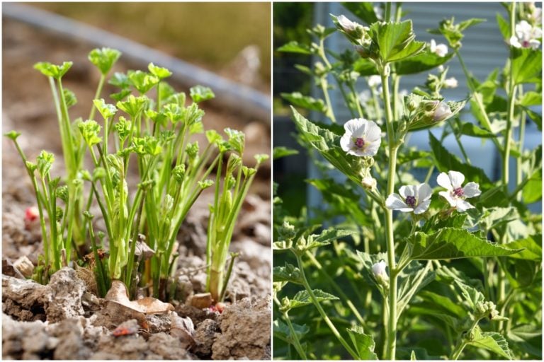 6 motivi per coltivare il marshmallow nel tuo giardino