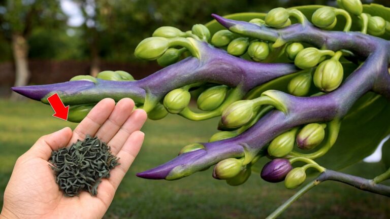 5 segreti per far fiorire le tue orchidee come mai prima d’ora!