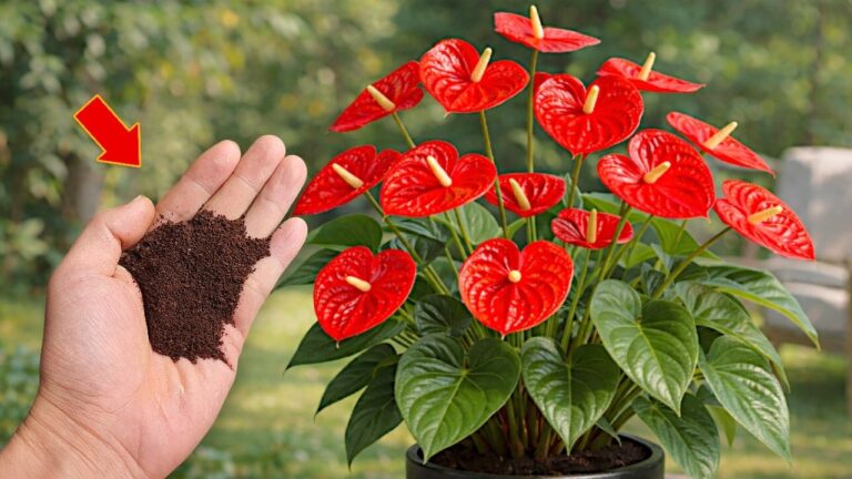 Scopri 5 fiori che fioriscono tutto l’anno con un solo cucchiaino!