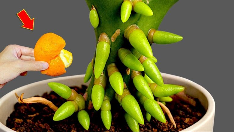 Scopri 5 trucchi per far fiorire la tua orchidea come mai prima!