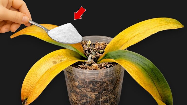 Scopri 5 segreti per far fiorire le orchidee tutto l’anno!