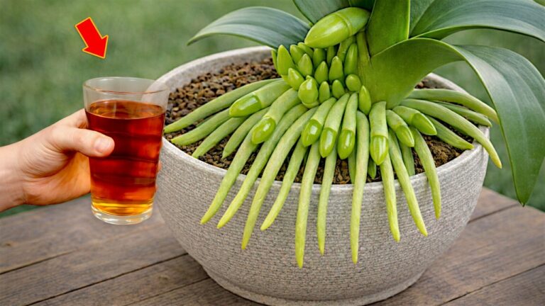 5 trucchi infallibili per far fiorire le orchidee tutto l’anno!